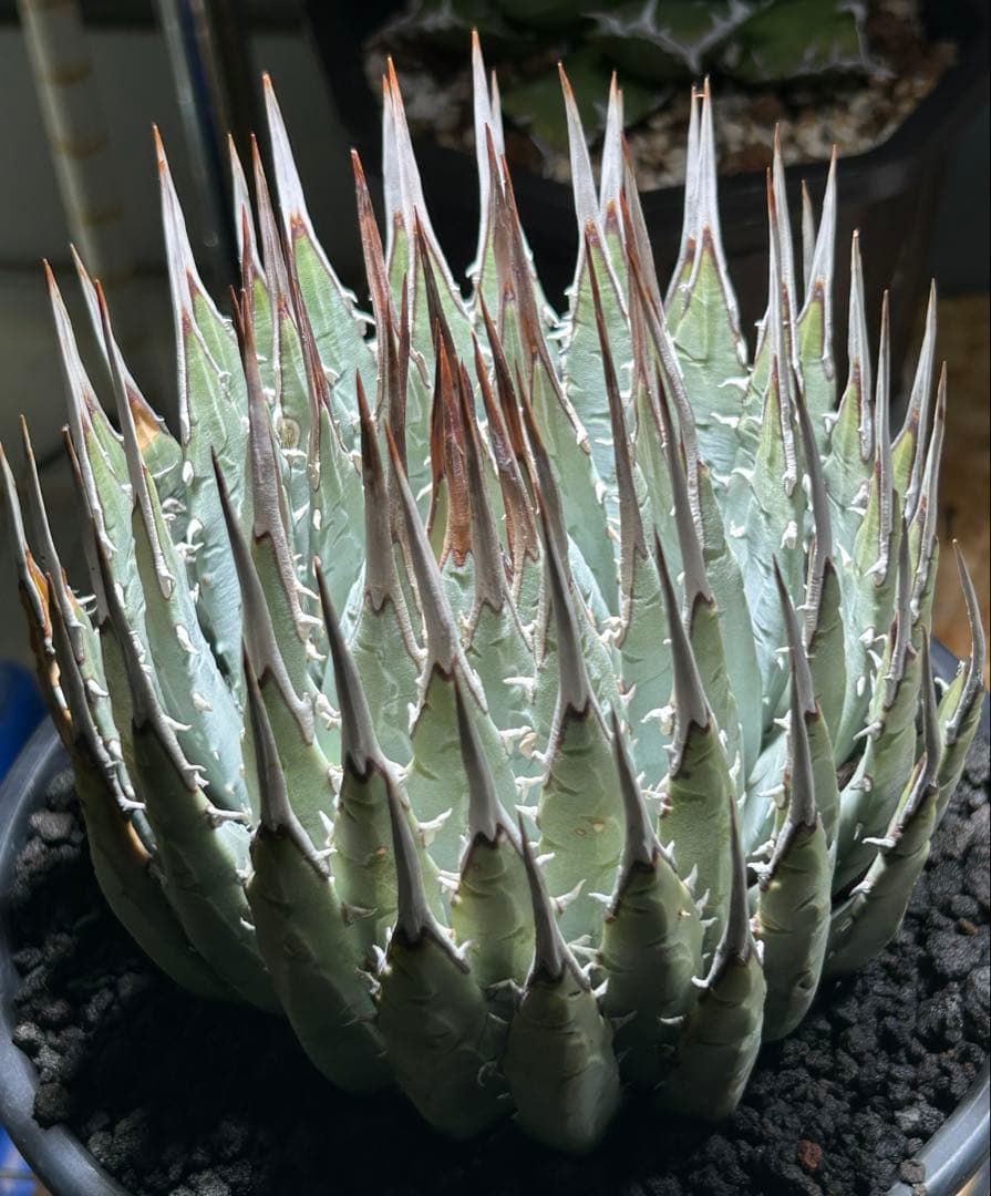 アガベutahensis eborispina 青葉 大株 太鋸歯 美株
