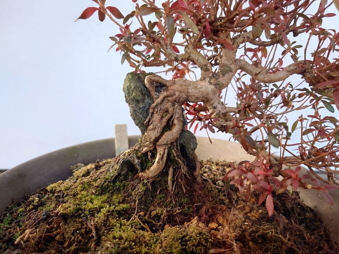 盆栽　皐月(関守の采の八重)　上下24cm