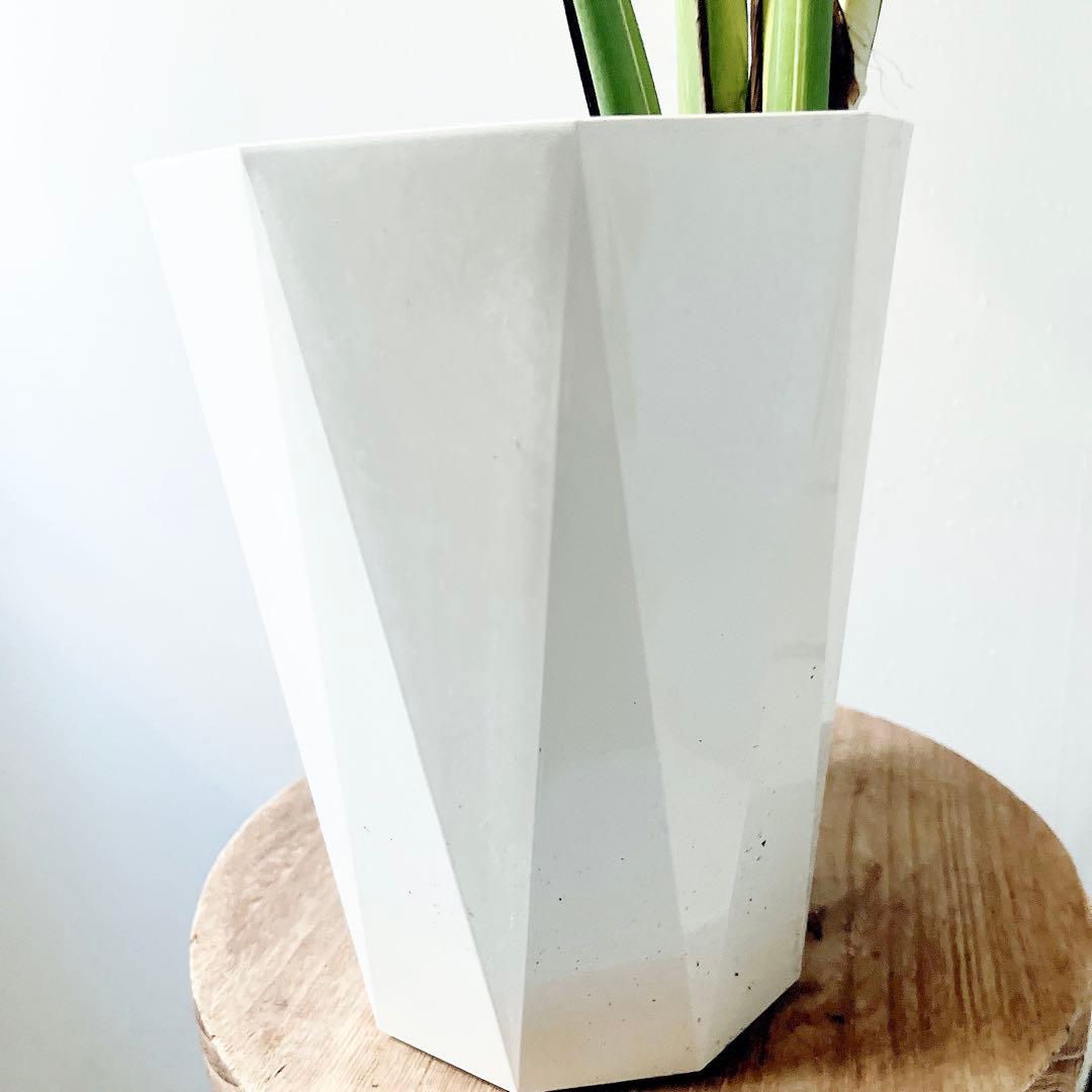 特大苗 斑入り モンステラ タイコンステレーション Lサイズ 観葉植物 calm