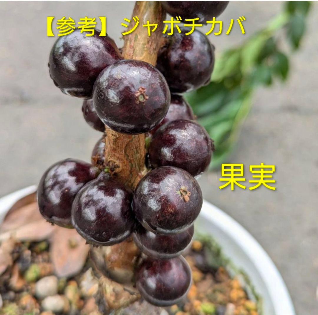 ジャボチカバ【大葉 四季成り性】 6年生 実生 ポット苗 熱帯果樹 観葉植物