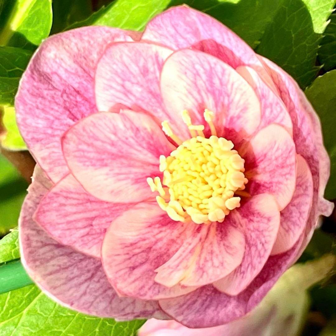 ば*な様 3041⭐️超希少⭐️ 【親株】【ノスタルジア】クリスマスローズ