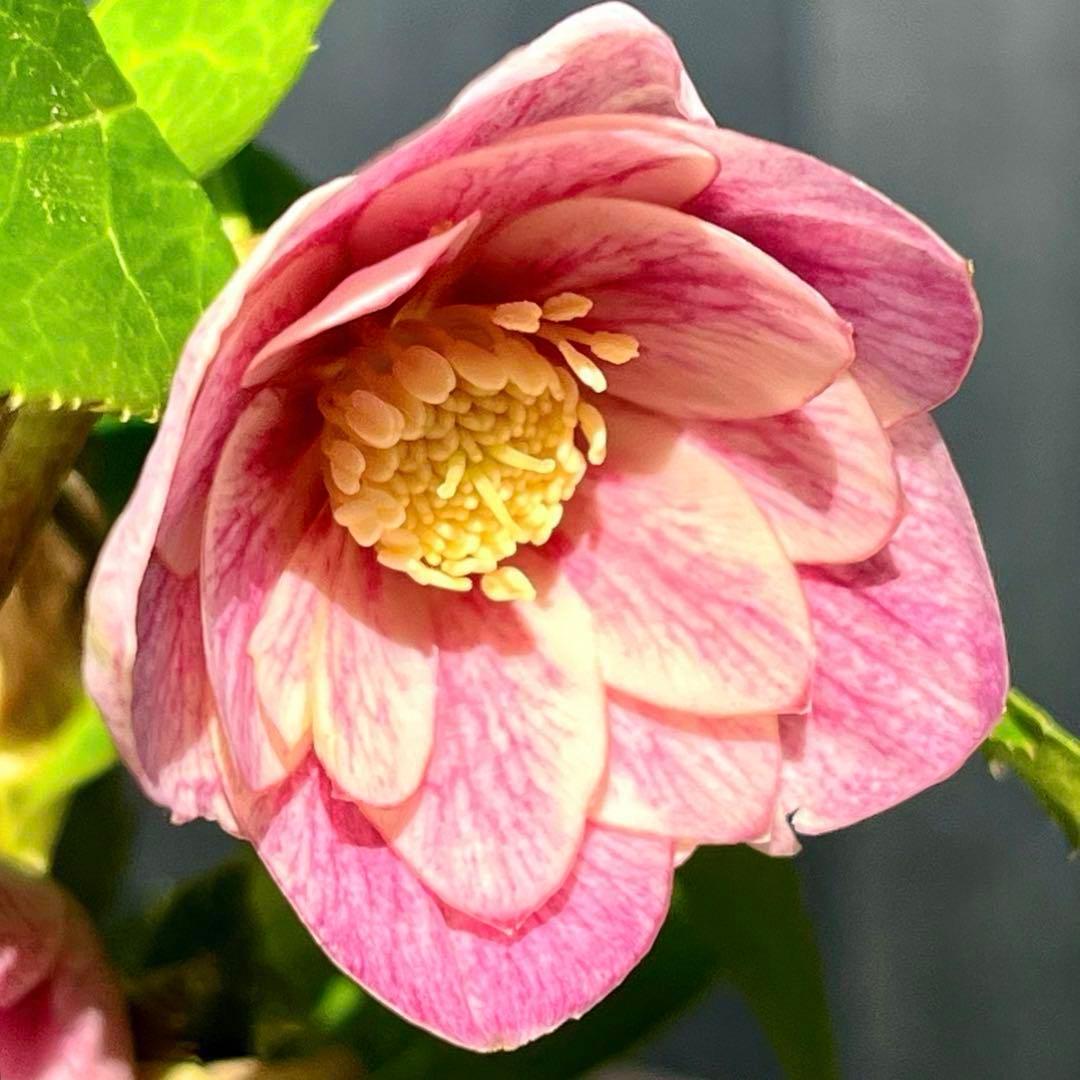 ば*な様 3041⭐️超希少⭐️ 【親株】【ノスタルジア】クリスマスローズ