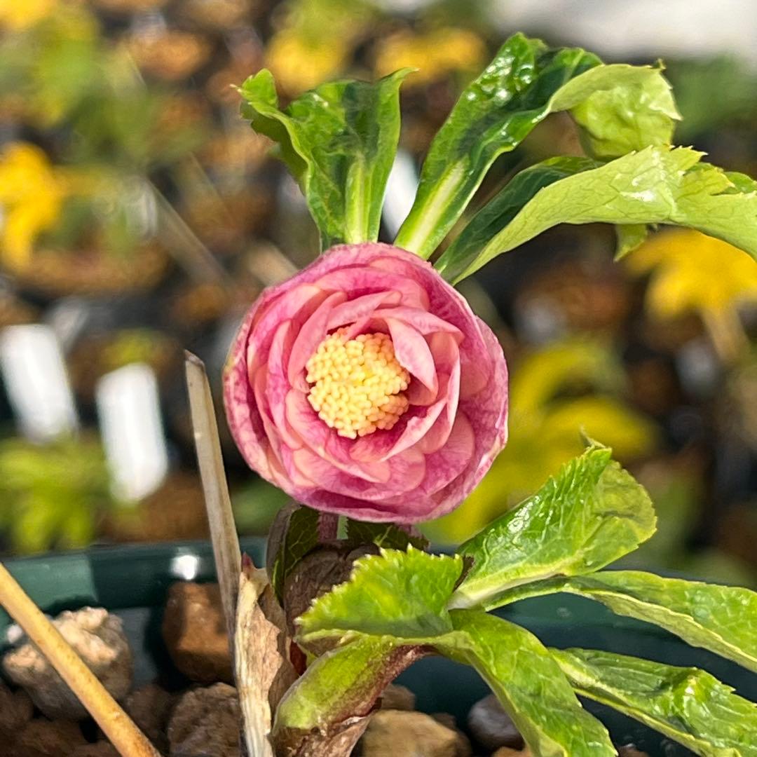 ば*な様 3041⭐️超希少⭐️ 【親株】【ノスタルジア】クリスマスローズ