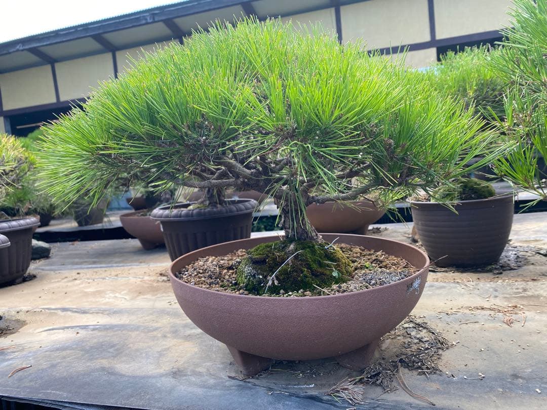 ち*ん様 中型松盆栽 苔付き 陶器鉢　赤松