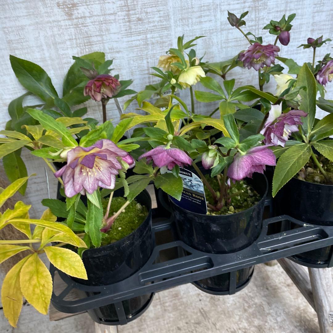 大特価！6鉢価格！クリスマスローズ　苗　苗木　宿根草　6号鉢　八重咲き　花付き