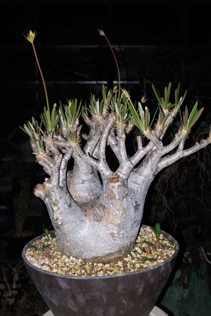 パキポディウム　グラキリス特大株