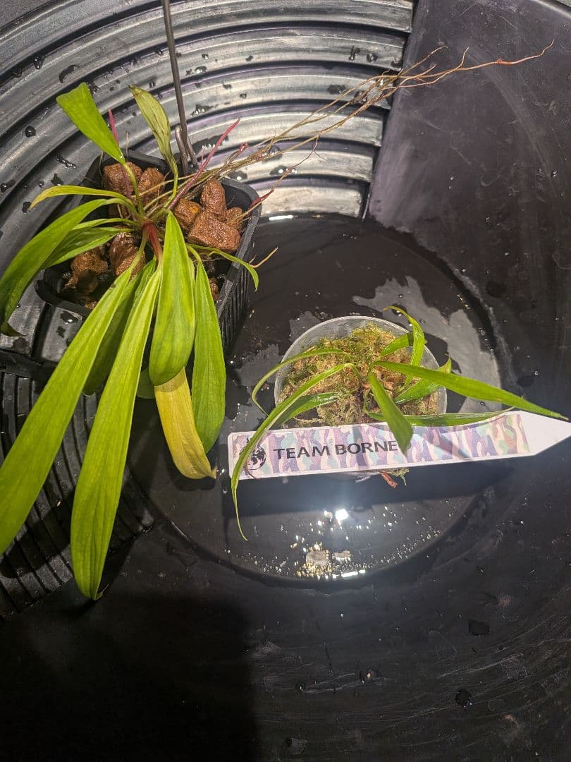 Homalomena anthurioides 【TB2303】TB正規タグ付き