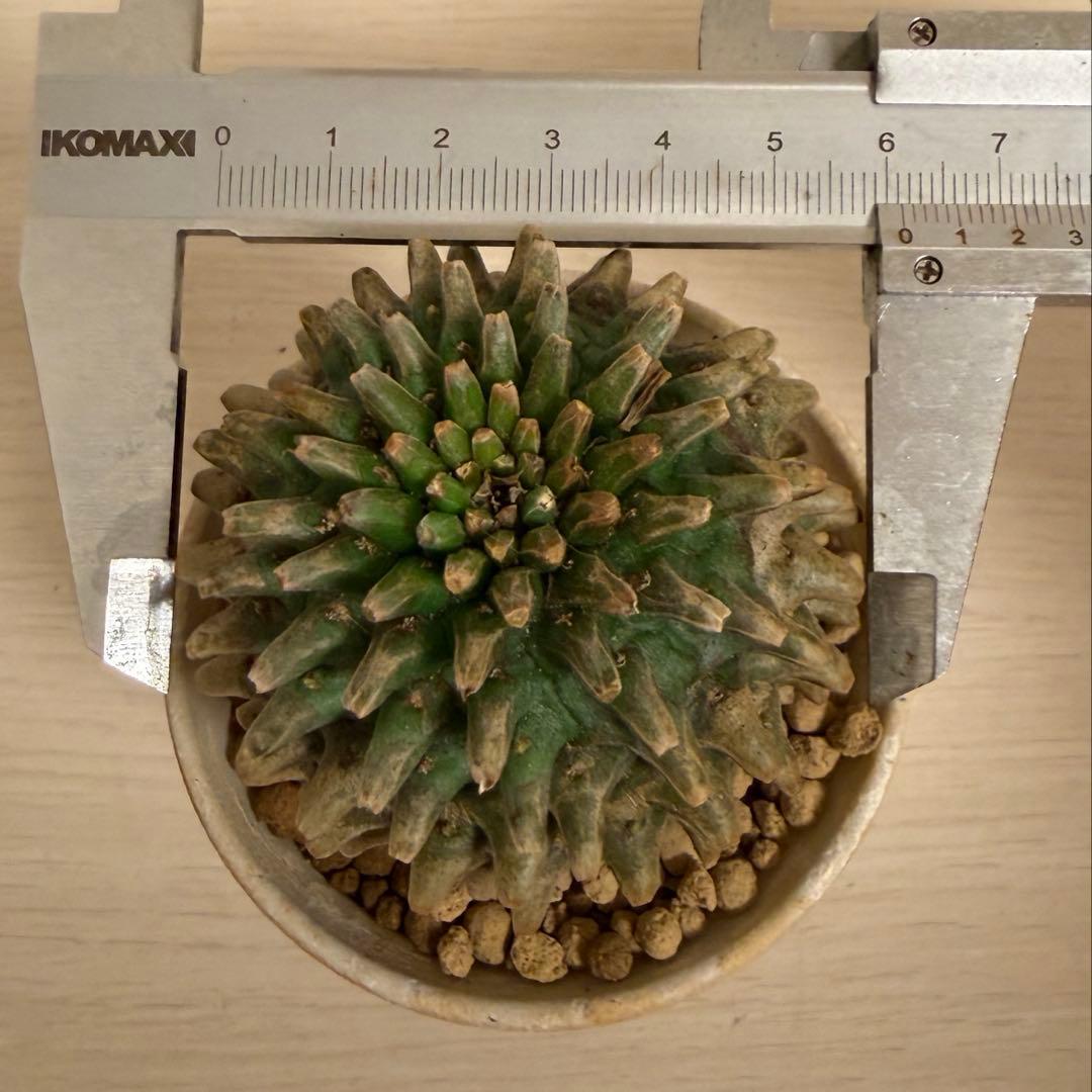 ユーフォルビア ホリダ×鉄甲丸 ホリダ鉄甲 ホリ鉄