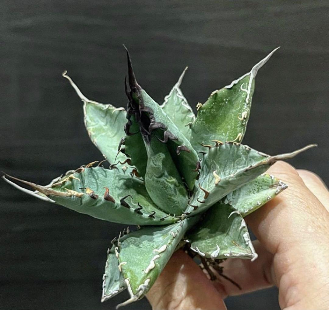 ユタエンシス　エボリスピナ×BB エボBB 子株　ハイブリッド　アガベ