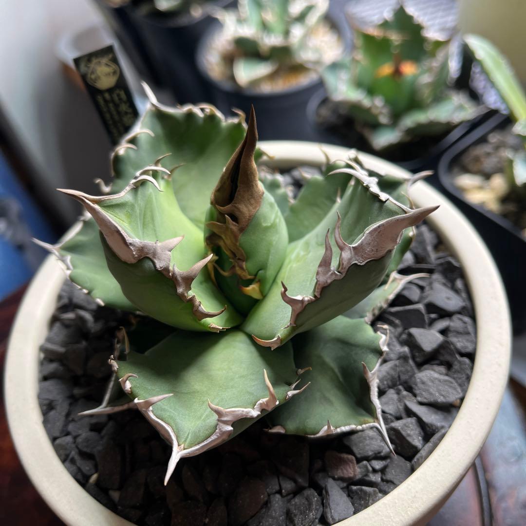 【美株】　コレクション株　アガベ　ホワイトファイヤー　白火焔　鉢ごとメルカリ便