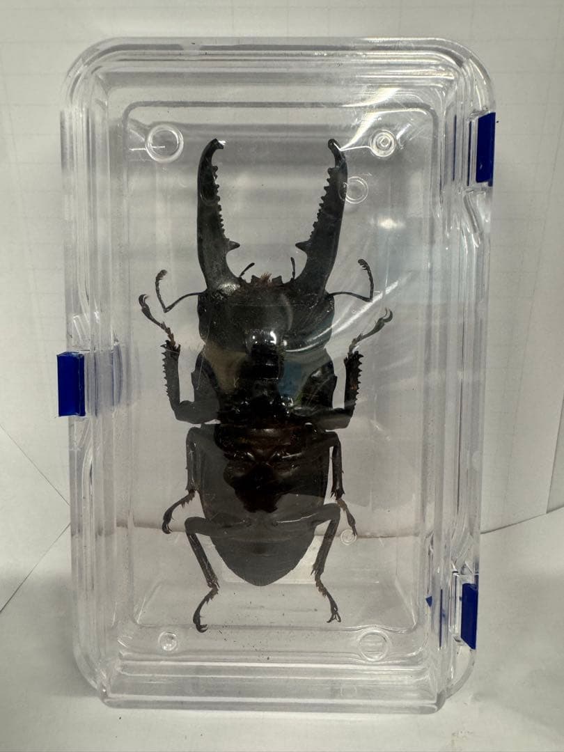 超大型　パラワンオオヒラタ♂ 標本 110mm