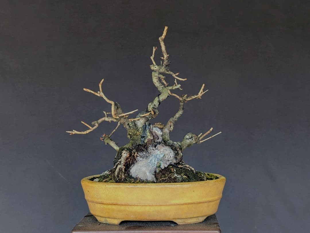 富士桜 フジザクラ 小品盆栽 ミニ盆栽