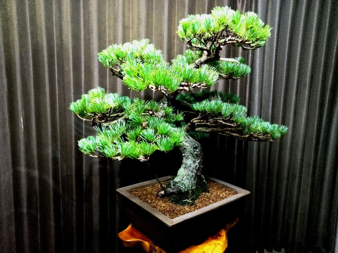 【大品 那須五葉松盆栽】 　　　ルパンヒデロウ様、専用