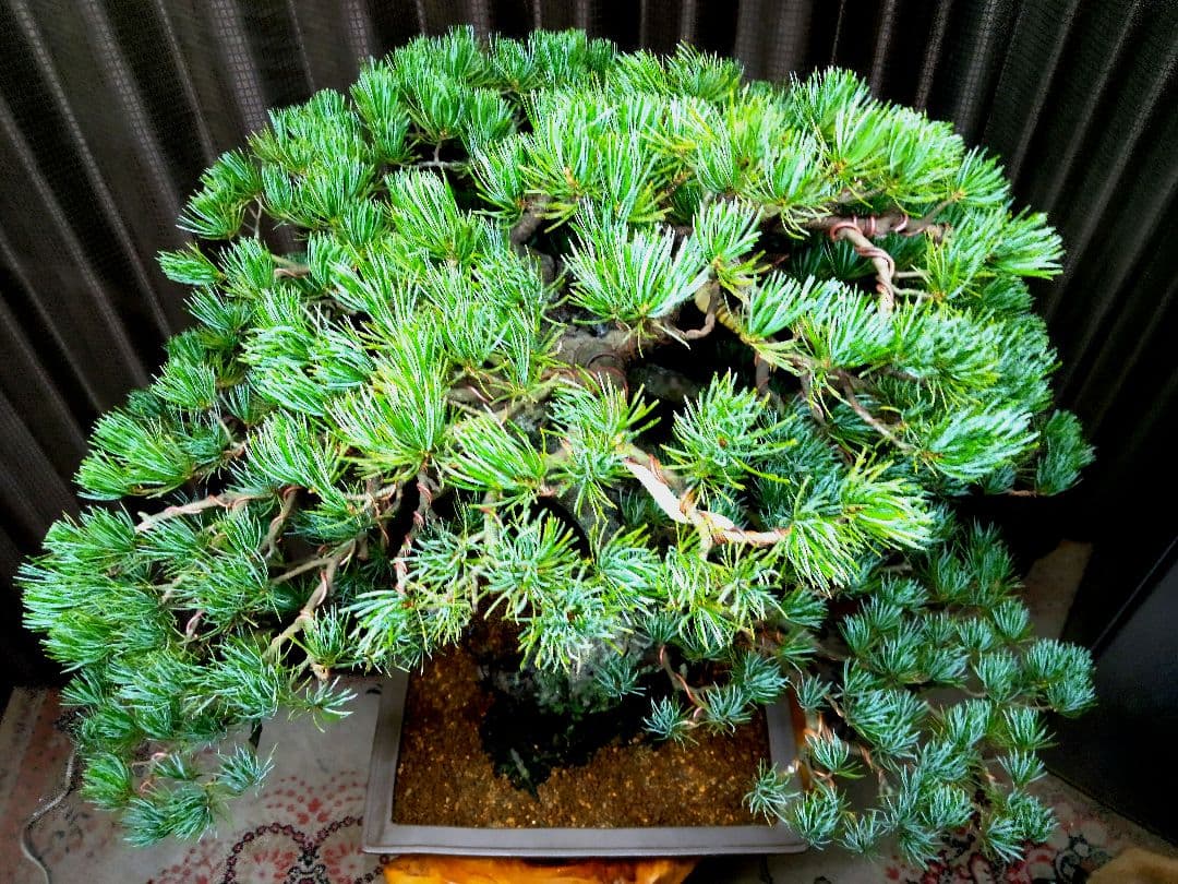 【大品 那須五葉松盆栽】 　　　ルパンヒデロウ様、専用