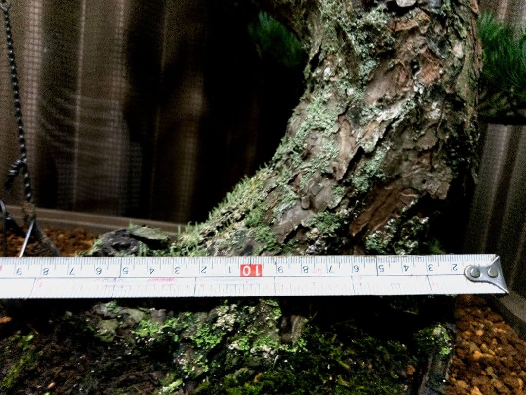 【大品 那須五葉松盆栽】 　　　ルパンヒデロウ様、専用