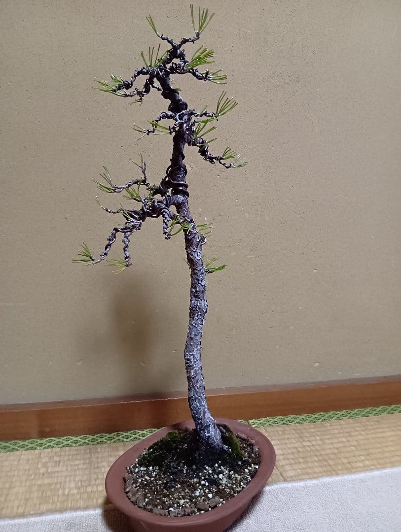 黒松文人盆‼️値下げ‼️