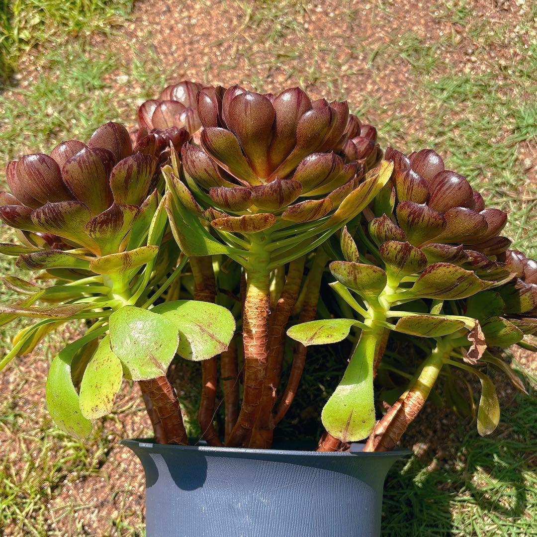 76#アエオニウム錦❤️ハロウィンブラック糸引き锦❤️12大頭10小頭36cm钵土付