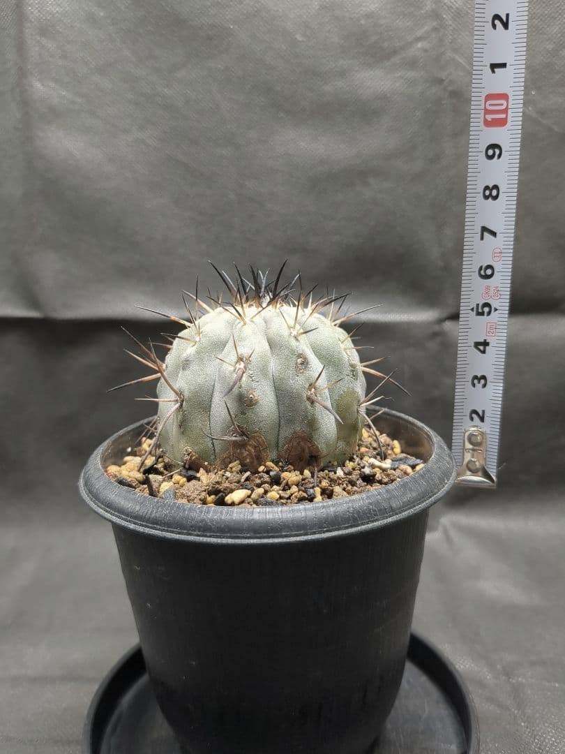 現地球　輸入株　カキコ　Copiapoa　コピアポア シネレア　黒王丸