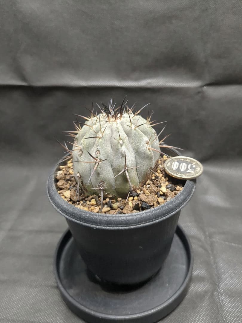 現地球　輸入株　カキコ　Copiapoa　コピアポア シネレア　黒王丸