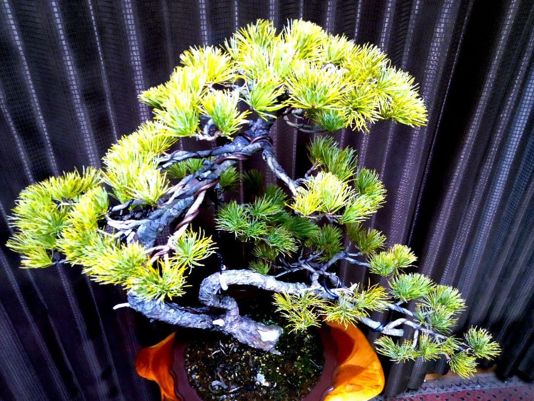 【樹高57㎝ 五葉松盆栽】　　　　⭕展示会用…(11枚目)❗