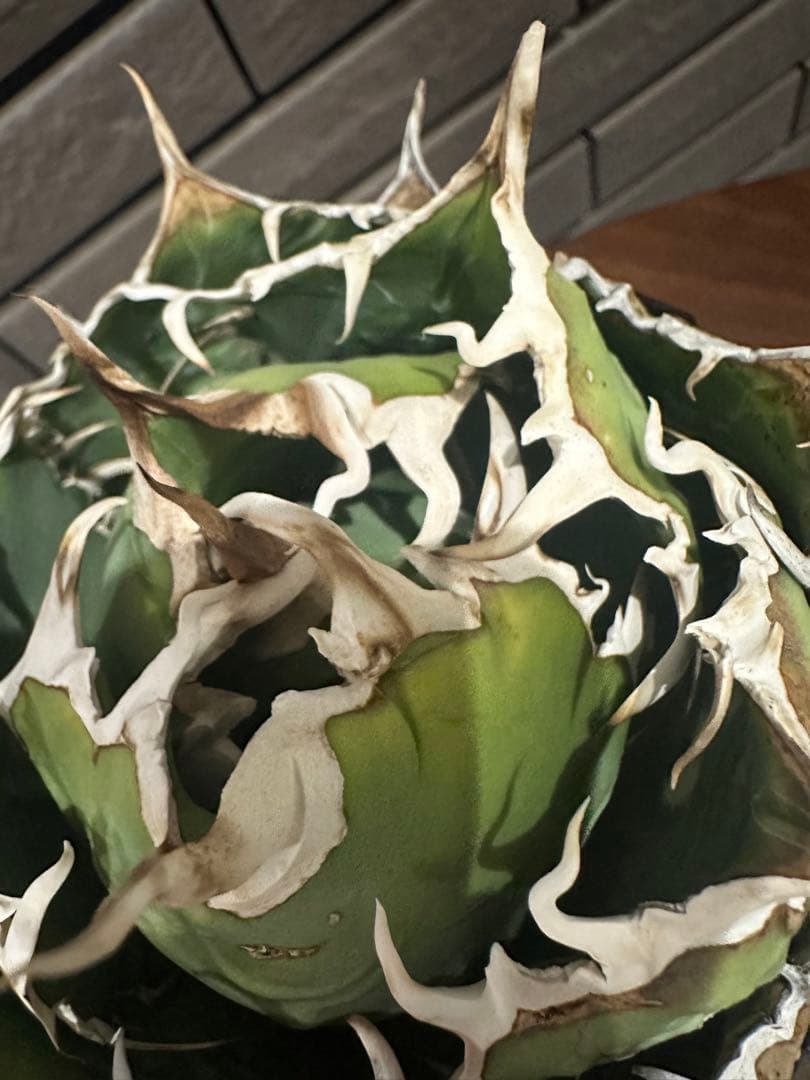 アガベ 白鯨 チタノタ 親株 特大