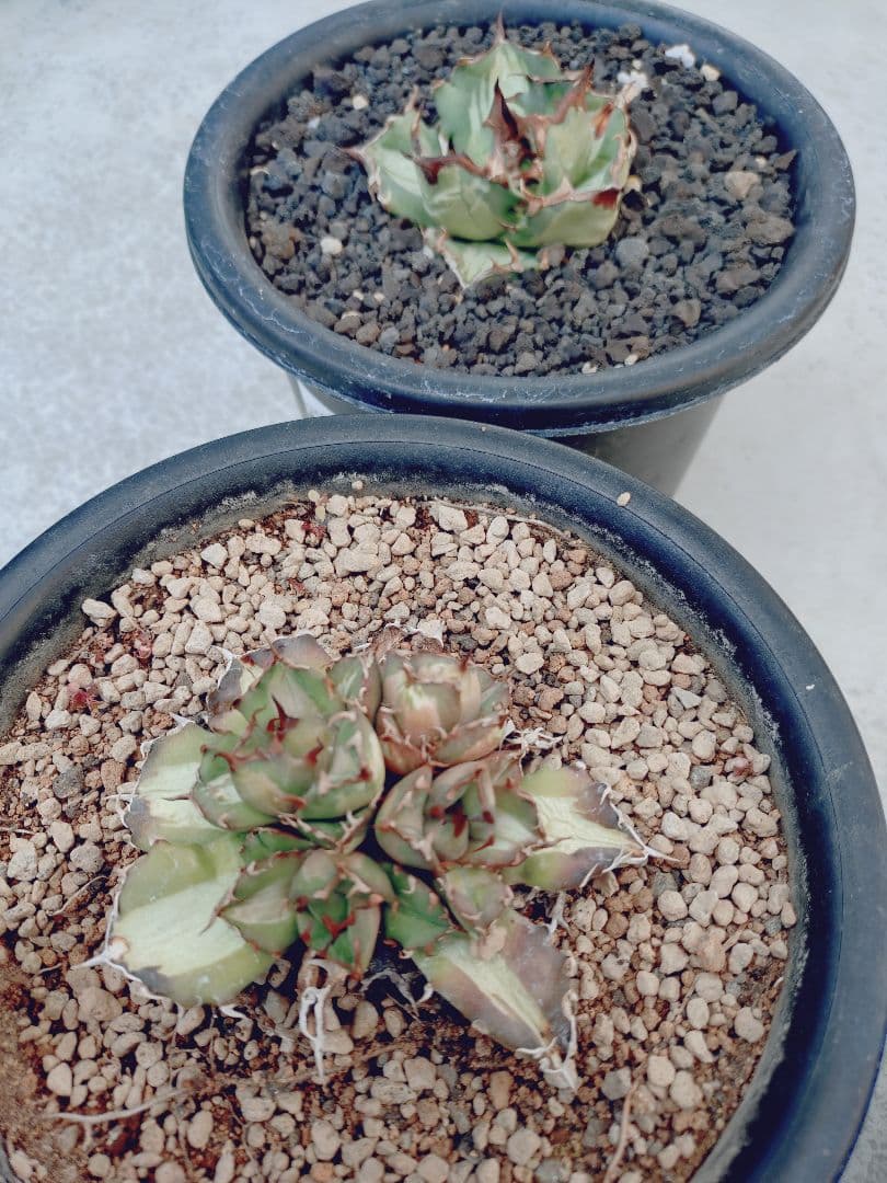 ぶんぶく茶釜　姫厳竜錦　白中斑　姫厳龍　子株✕2株