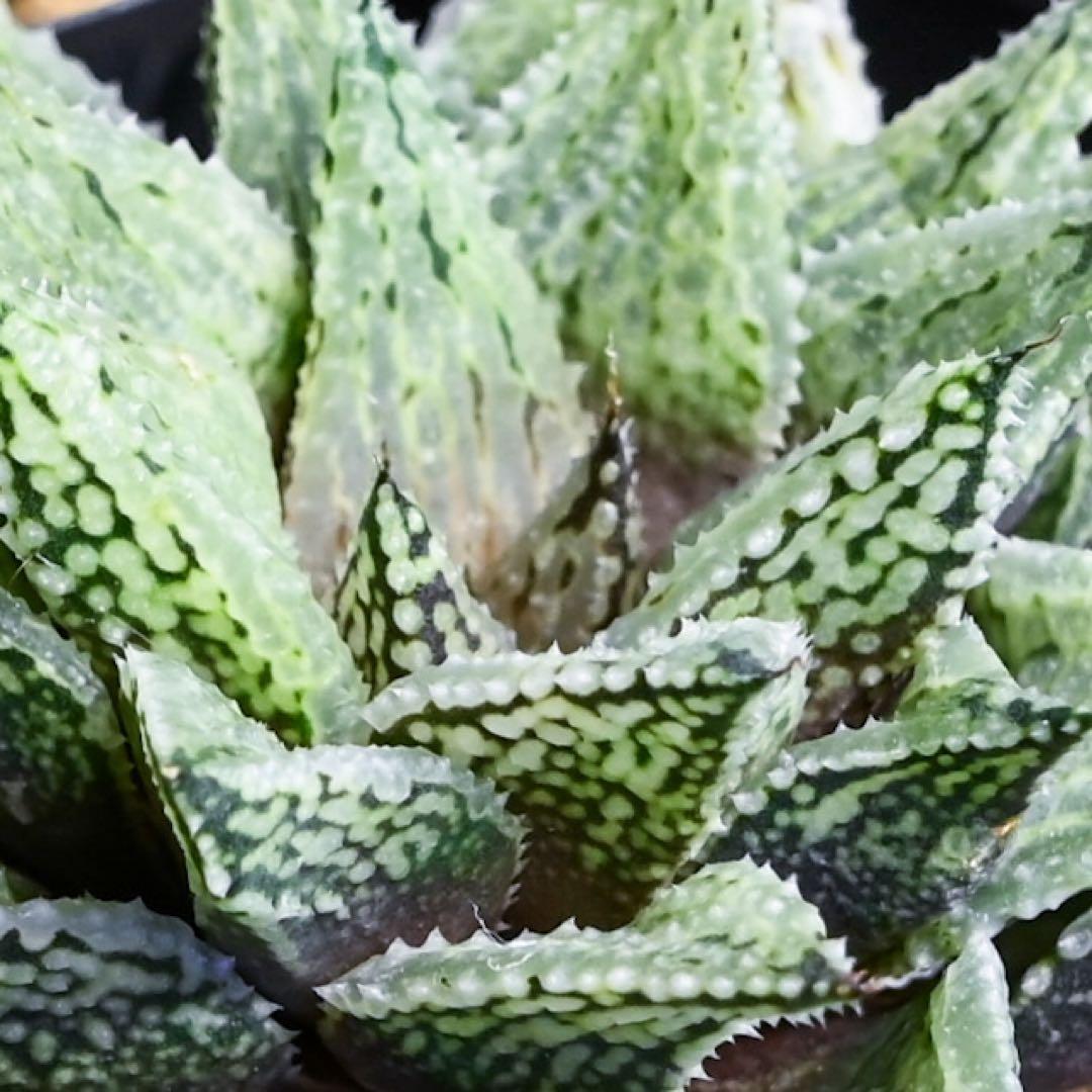 ハオルチア ナイルの雫