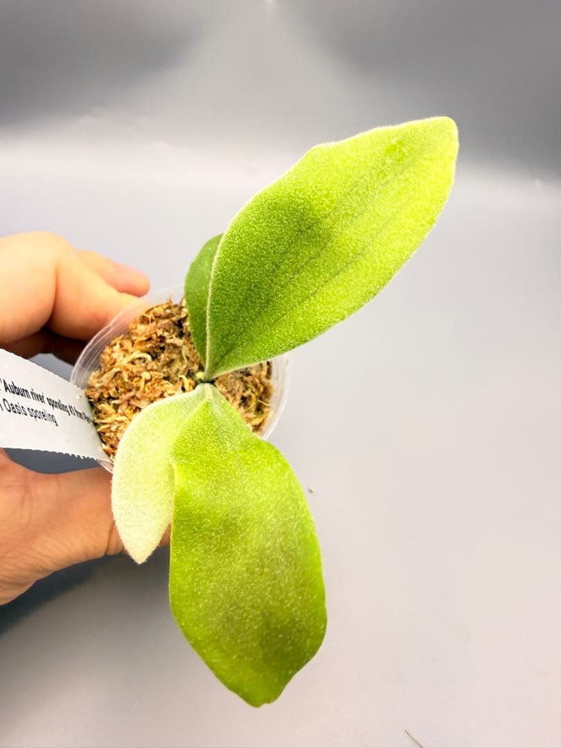 ビカクシダP.Veitchii Auburn  spore#3