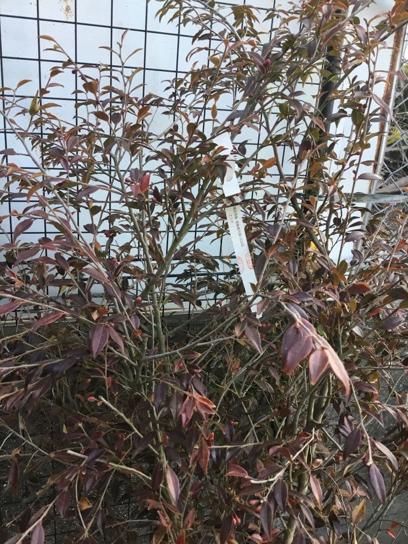 カメリアエリナ　１10センチ