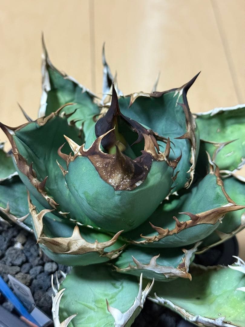 アガベ　オアハカ　オテロイ　現地株　活着済み　チタノタ　シロサイ　白鯨
