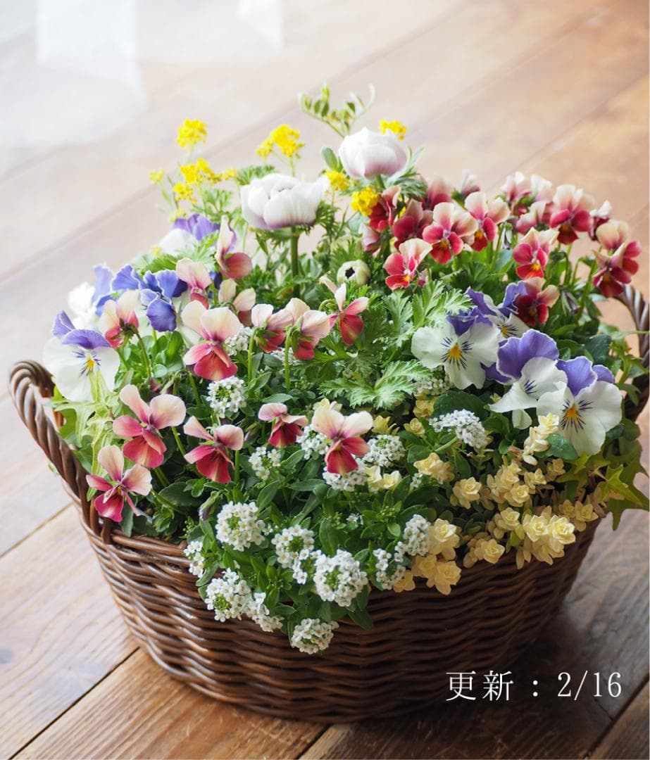 華やかエボルべの籠庭 寄せ植え