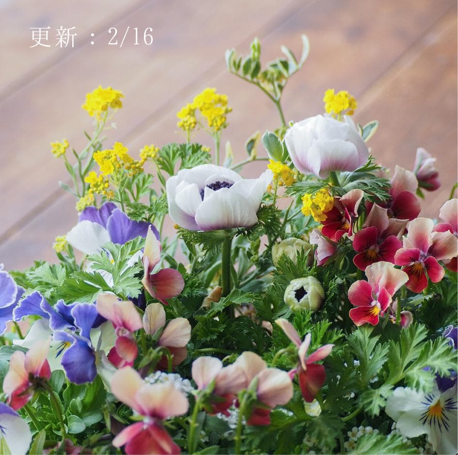 華やかエボルべの籠庭 寄せ植え