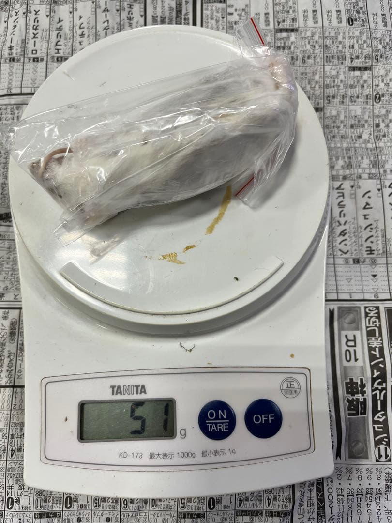 冷凍マウス　リタイア50