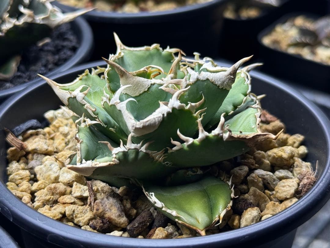 アガベ チタノタ　ivory W.A.