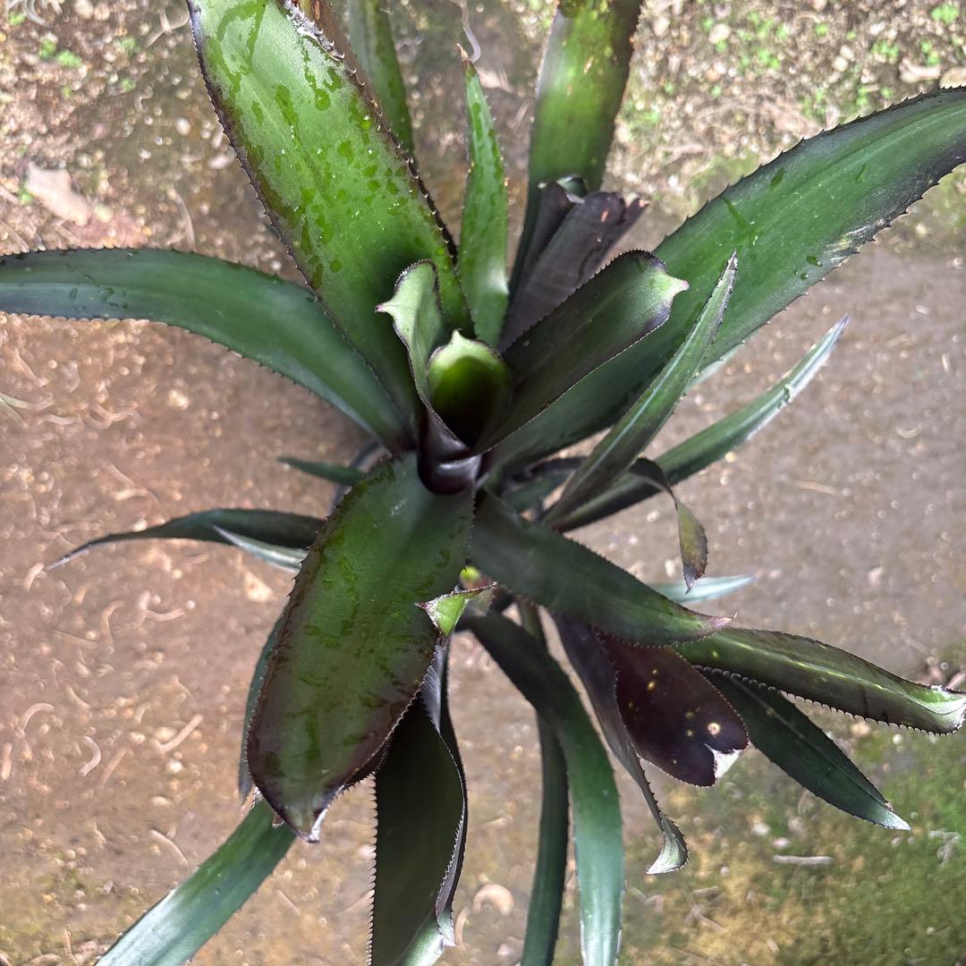 ビルベルギア　ダースベイダー　特大株