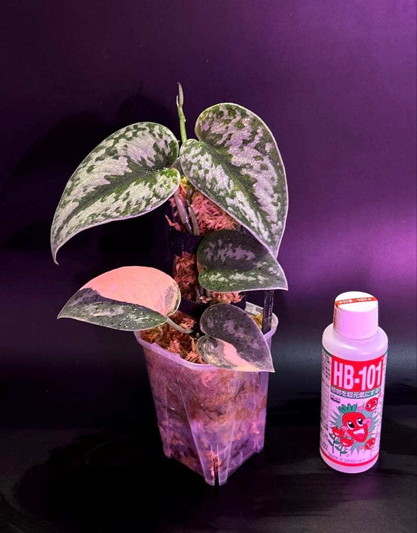 スキンダプサス グリーンダイヤモンド　1