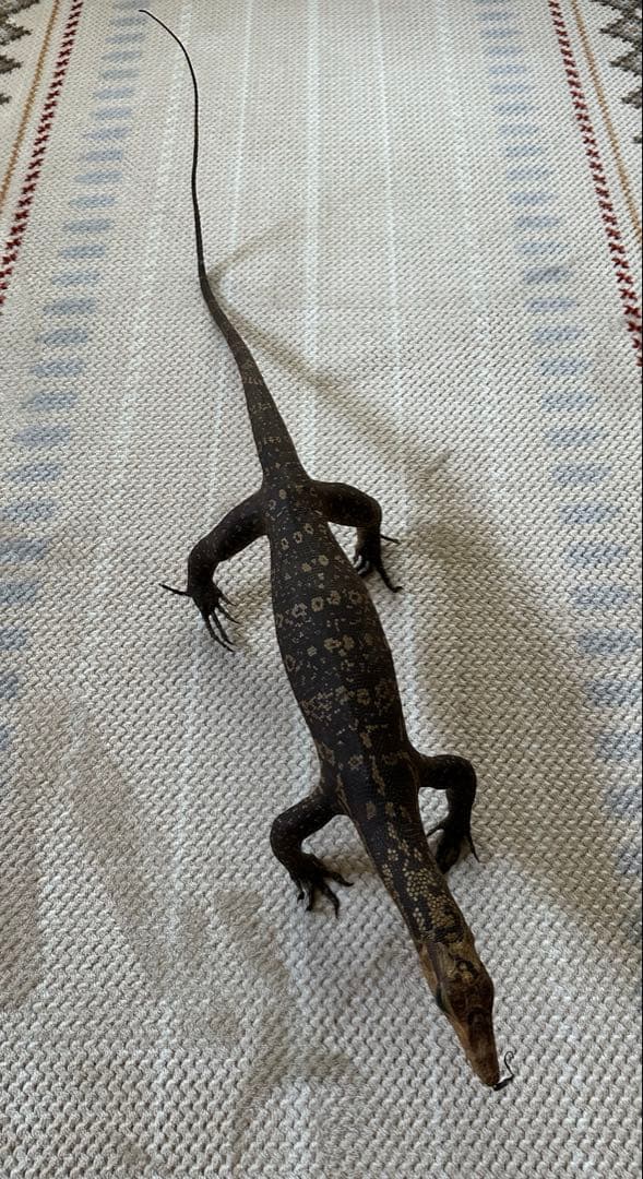 サルバトールモニターミズオオトカゲ剥製