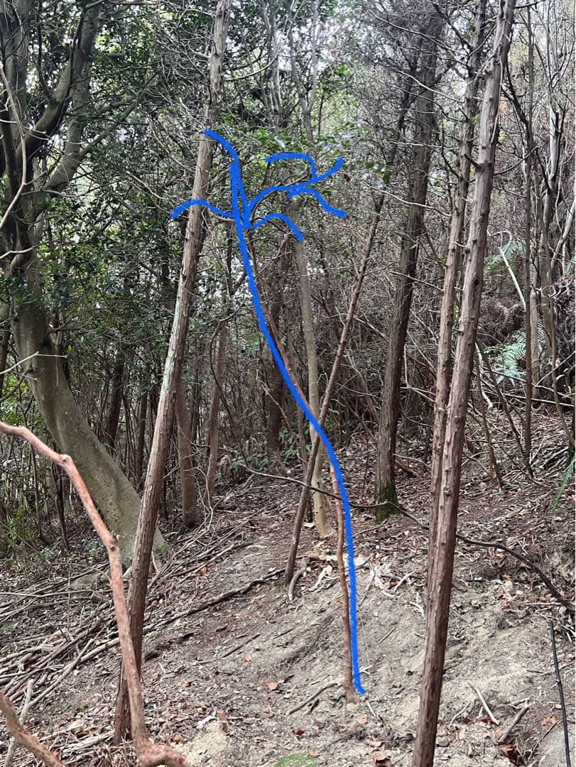 現品　ヒサカキ　ビシャコ　姫榊　特大苗　2.3mほど　山採り