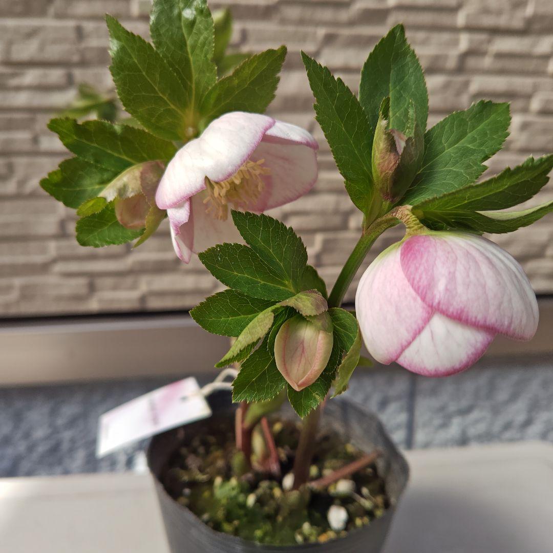 クリスマスローズ 大和園 パステリッシュストレイン②