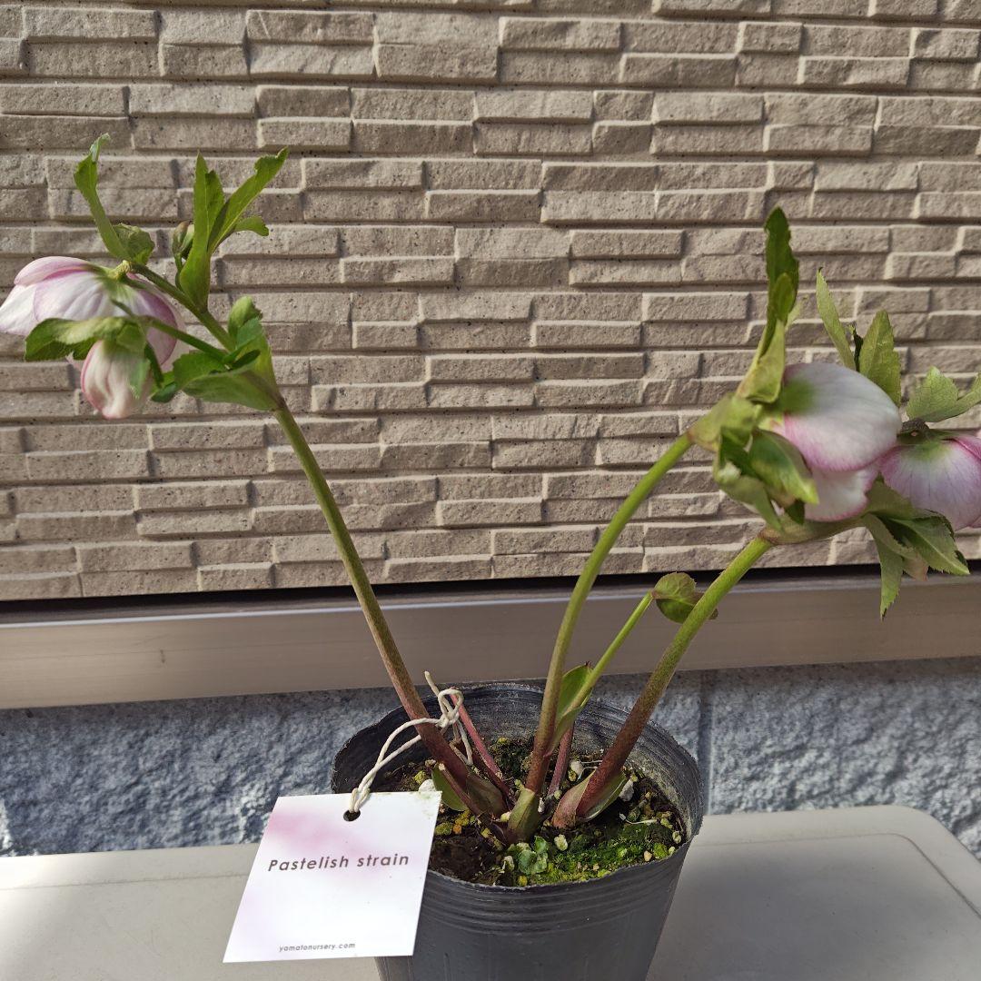 クリスマスローズ 大和園 パステリッシュストレイン②