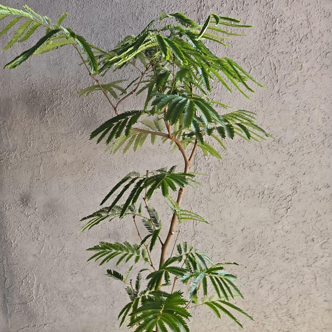 ⑳　エバーフレッシュ曲がり仕立て　10号特大苗木最高等級極上品‼️