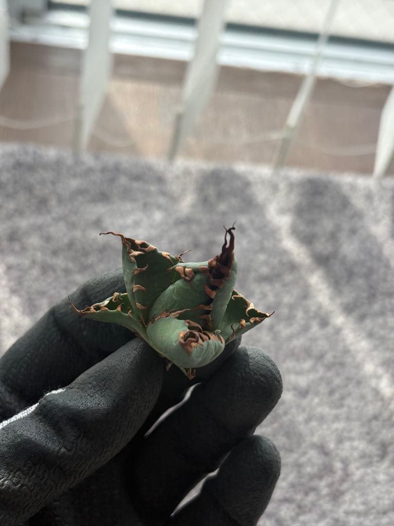 【A】エボリスピナ　✖️ BB 極上子株　アガベ