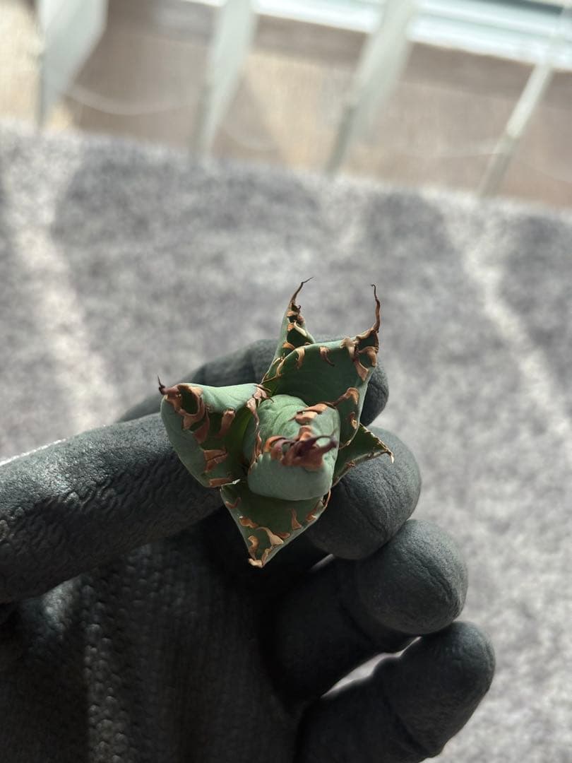 【A】エボリスピナ　✖️ BB 極上子株　アガベ