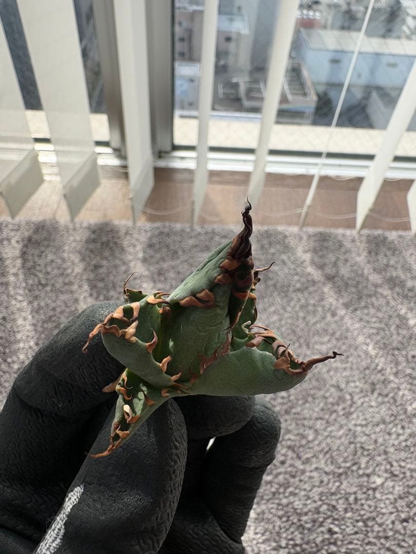 【A】エボリスピナ　✖️ BB 極上子株　アガベ