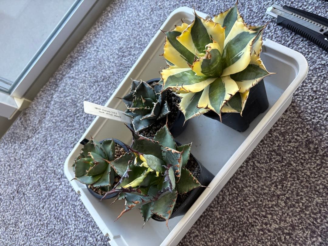 【A】エボリスピナ　✖️ BB 極上子株　アガベ