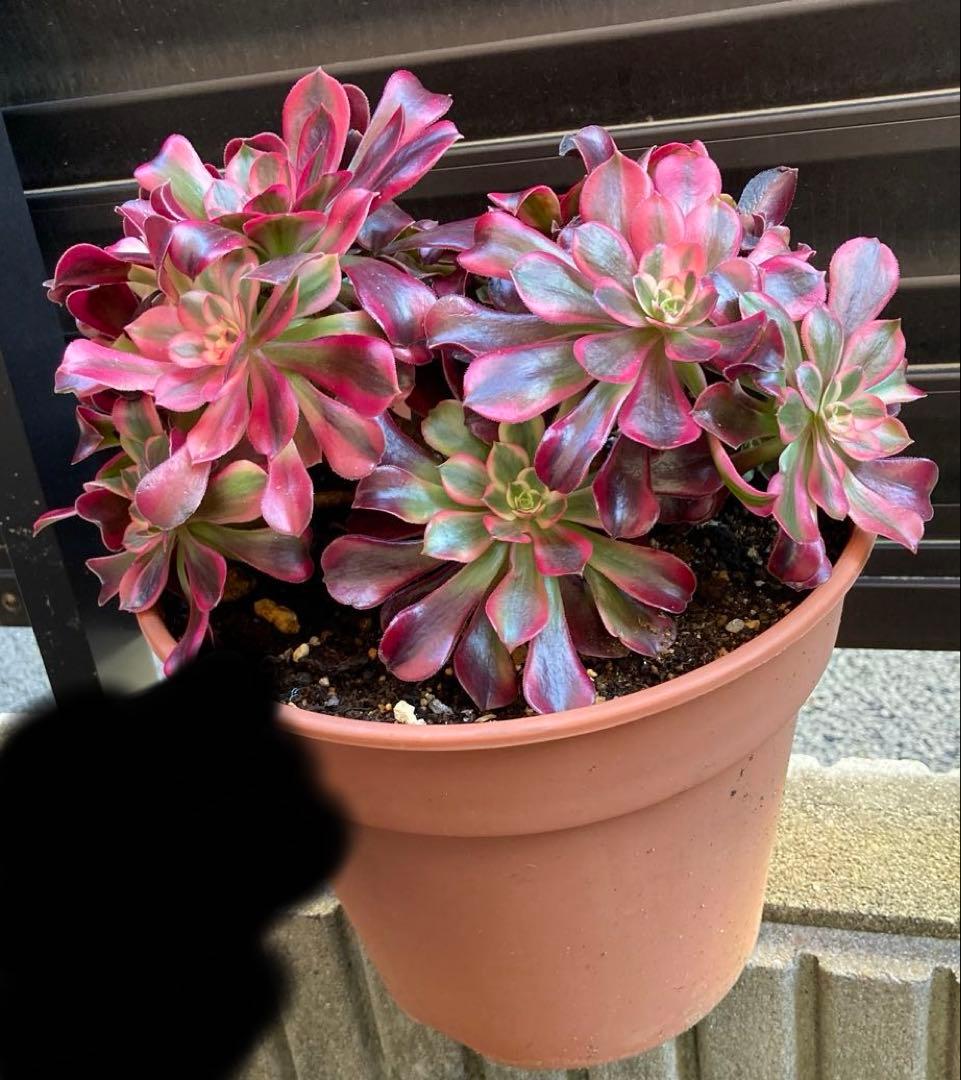 多肉植物　メデューサ　鉢ごと