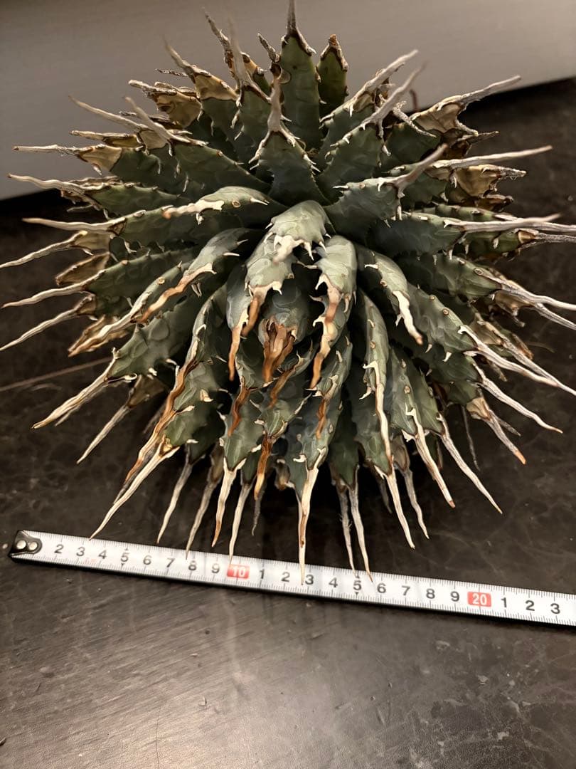 耐寒性アガベ エボリスピナ陽炎大株◇多肉サボテン南国ドライガーデン　チタノタ