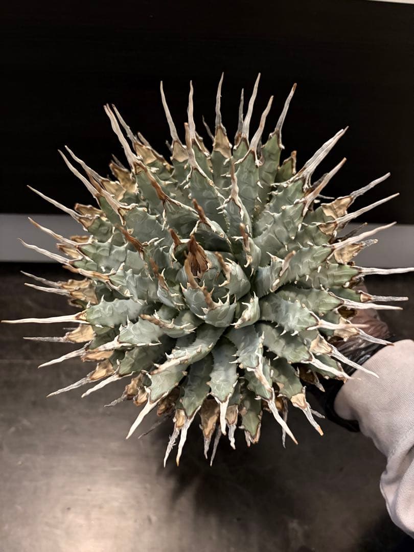 耐寒性アガベ エボリスピナ陽炎大株◇多肉サボテン南国ドライガーデン　チタノタ