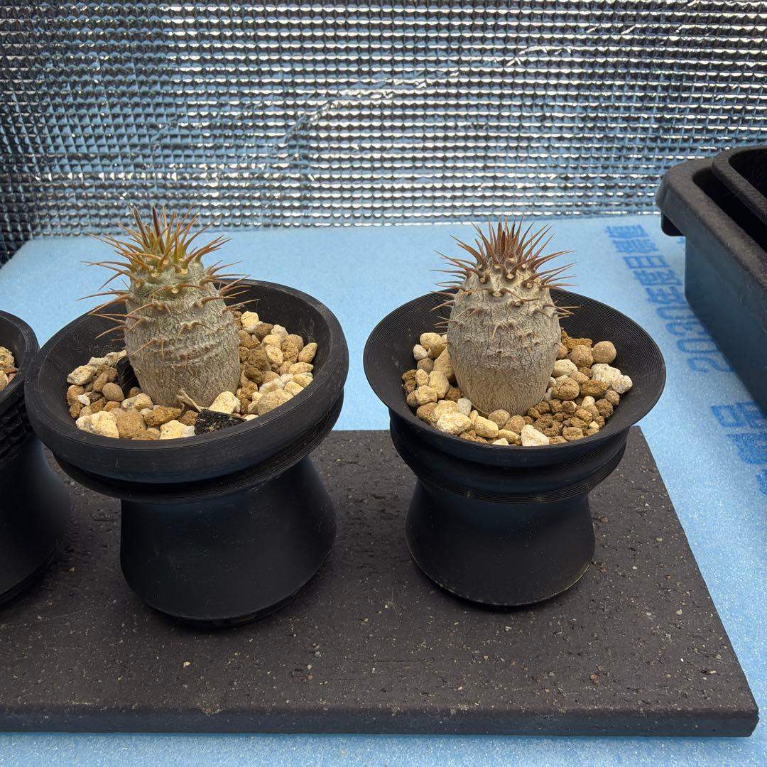 パキポディウムグラキリス　実生　　良型　3つセット