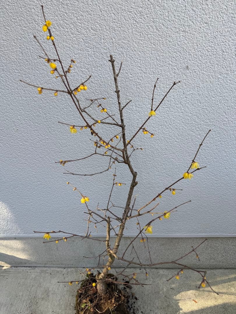 満月ロウバイ 特大株